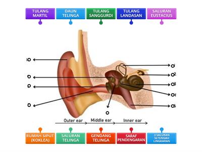 BAGIAN TELINGA
