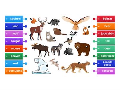 Canadian Wildlife Vocabulary