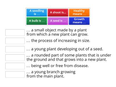 Plant vocabulary Year 2