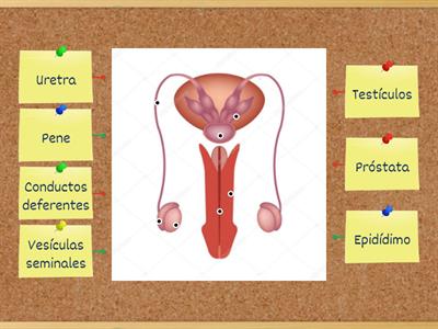 Sistema reproductor masculino