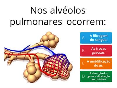 Racha Cuca- Sistemas  Digestivo, Respiratório  e Circulatório 