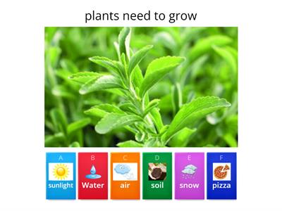 Plant Needs