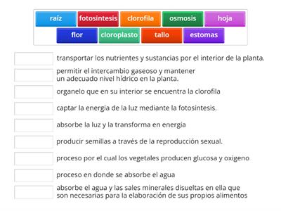 biologia fotosintesis