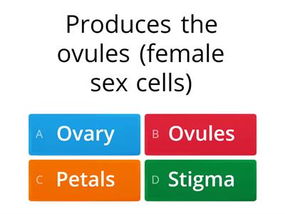 Flower parts quiz (level 3)