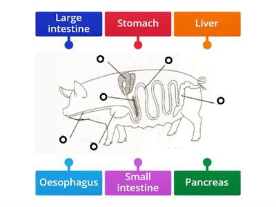 Monogastric digestive system