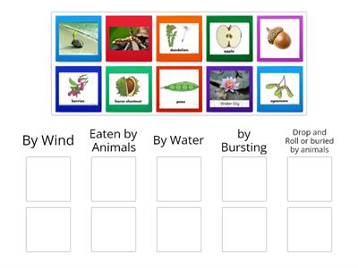 S3 Types of Seed  Dispersal