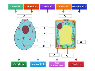 Label Plant and Animal Cell Science Y7 Term 2