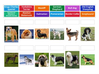 Dog breeds