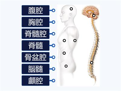 翰林國中健體1上－人體內部構造－體腔篇