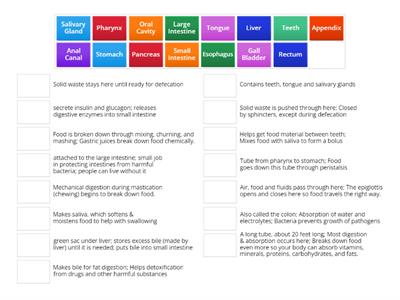 Digestive System: Anatomy and Physiology Matching