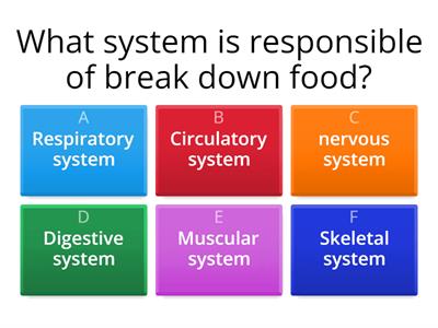 Digestive System