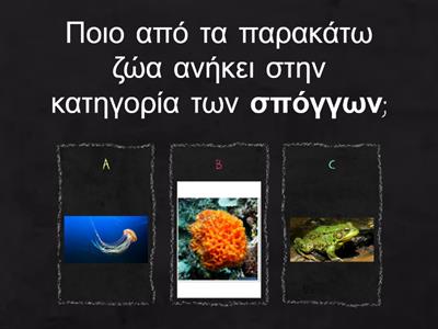 Ασπόνδυλα ζώα