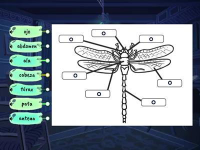 Partes de los insectos 