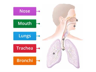 Respiratory System Labeling
