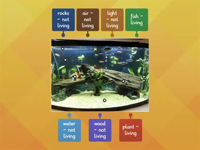 Living and Nonliving Things in Aquariums (Grade 1 Science)