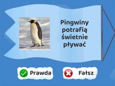 Pingwiny - Prawda czy Fałsz