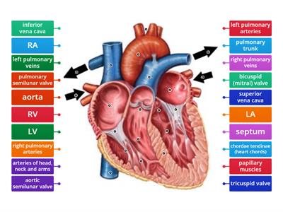 Heart Anatomy - All Structures