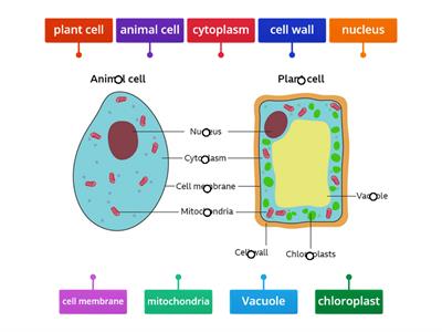 Label plant and animal cell labelled diagram - Teaching resources