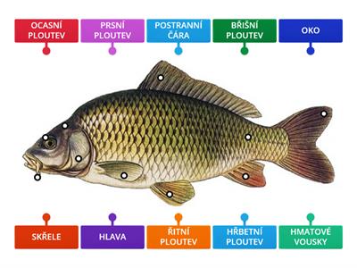 Ryby - popis těla