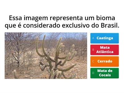 Vegetação do Brasil
