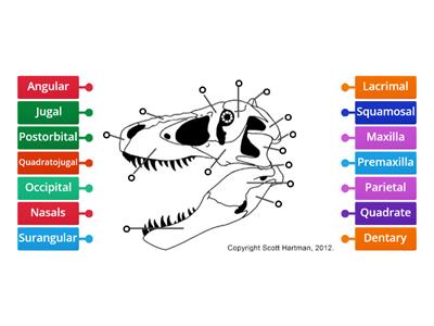 Dinosaur Skull Bones