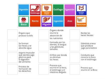 Las funciones del Sistema Digestivo