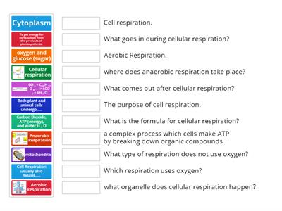 Understanding Cellular Respiration