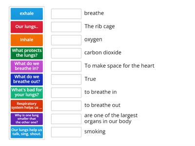 Respiratory System Review