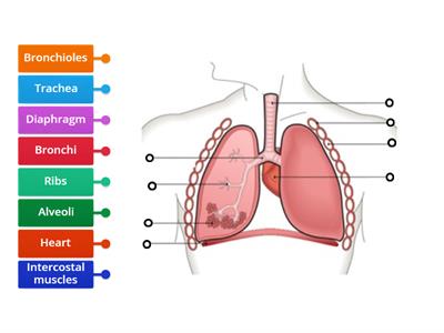 The Respiratory System