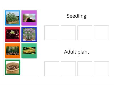 seedlings and adult plants