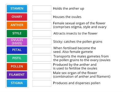 PARTS OF A FLOWER & THEIR FUNCTIONS