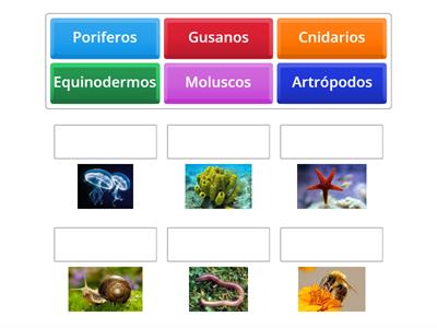 Clasificación de los animales invertebrados 