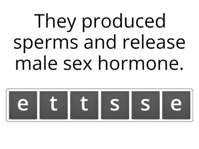 Reproductive System in Human