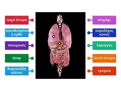 Αντιστοιχίστε το σωστό ανατομικό όρο(όργανα)