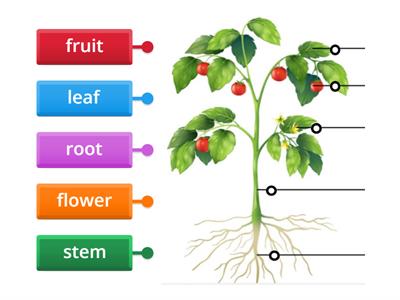 Fruit trees & Parts of a plant ( Chapter 6 )