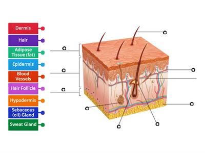 Integumentary System Diagram 