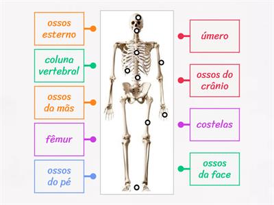 Esqueleto humano - Ligue o nome a parte do esqueleto correspondente (pág.95)