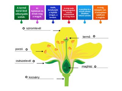 Virág részei és jellemzői