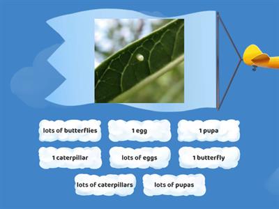 Life cycle of a butterfly game