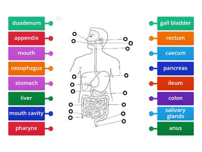 structures of human digestive system
