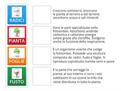 APPAIAMENTO 2 LIVELLO: Le parti della pianta