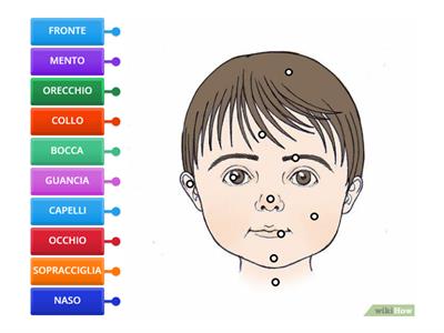 Le parti del viso 