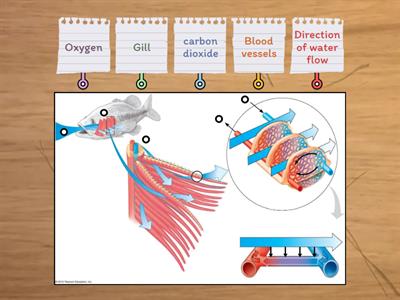 Gas Exchange in Fish