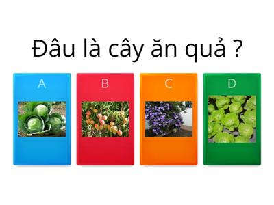 Cây xanh quanh em - Cánh diều - Lớp 1