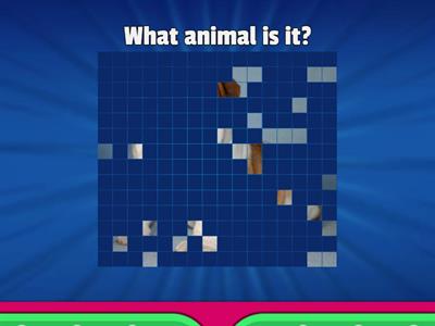 What animal is it?