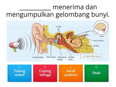 Mekanisme Pendengaran & Mekanisme Penglihatan