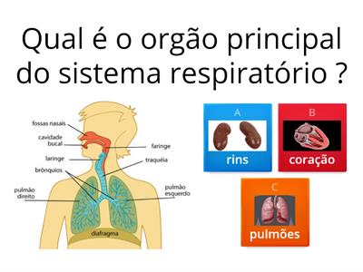 Quizz: Achas que sabes  tudo sobre o corpo humano ?