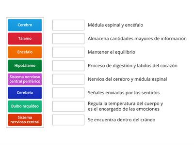 Coordinación del cuerpo humano 