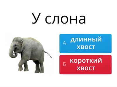 Короткий или длинный хвост. 