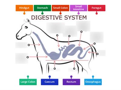 Digestive System of the Horse.